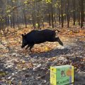 BOAR HUNTING